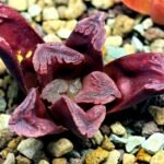 Haworthia Seedling S55A Maughanii x Springbokvlakensis - 14