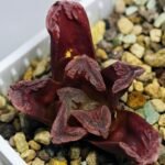 Haworthia Seedling S55A Maughanii x Springbokvlakensis - 16