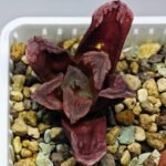Haworthia Seedling S55A Maughanii x Springbokvlakensis - 17