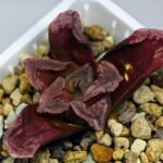 Haworthia Seedling S55A Maughanii x Springbokvlakensis - 18