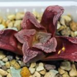 Haworthia Seedling S55A Maughanii x Springbokvlakensis - 19