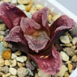 Haworthia Seedling S55A Maughanii x Springbokvlakensis - 20