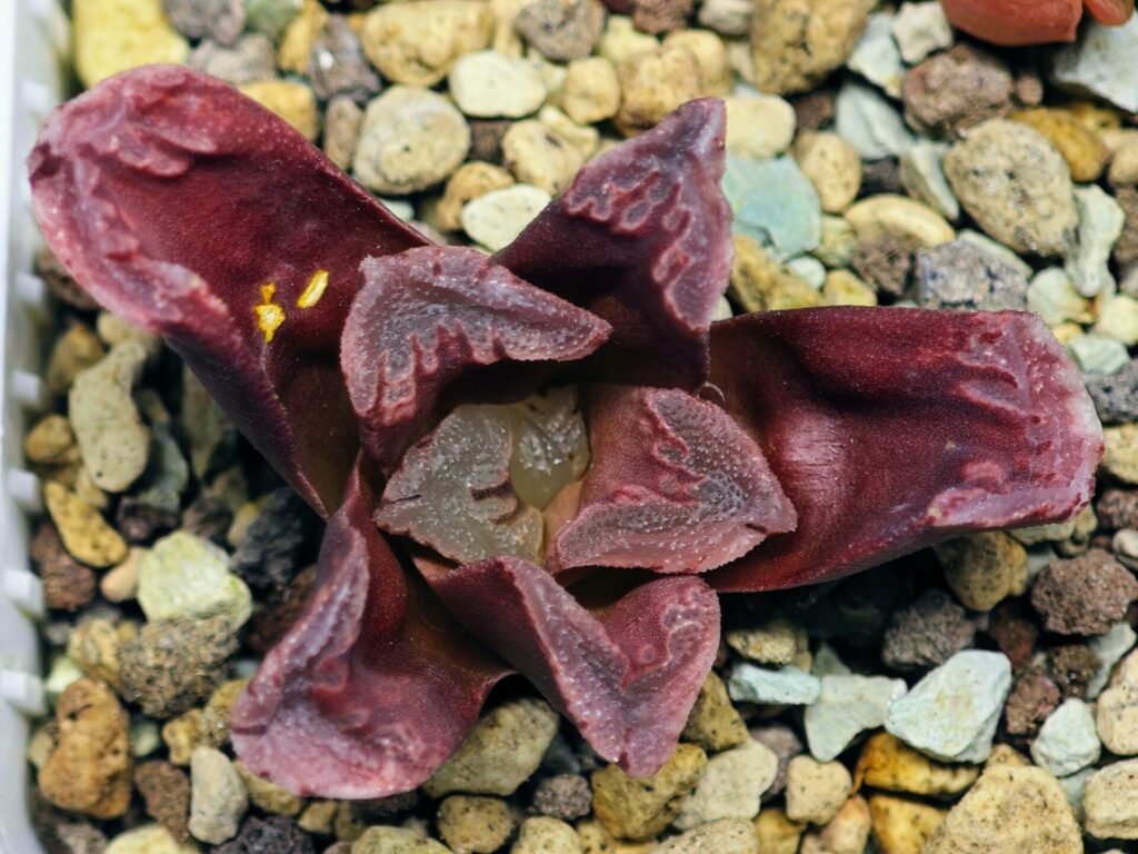 Haworthia Seedling S55A Maughanii x Springbokvlakensis - 6