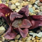 Haworthia Seedling S55A Maughanii x Springbokvlakensis - 6