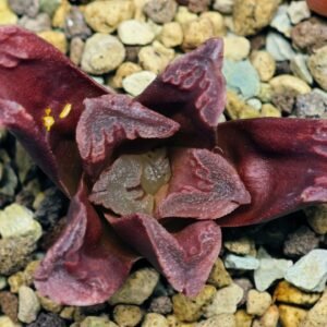 Haworthia Seedling S55A Maughanii x Springbokvlakensis - 6