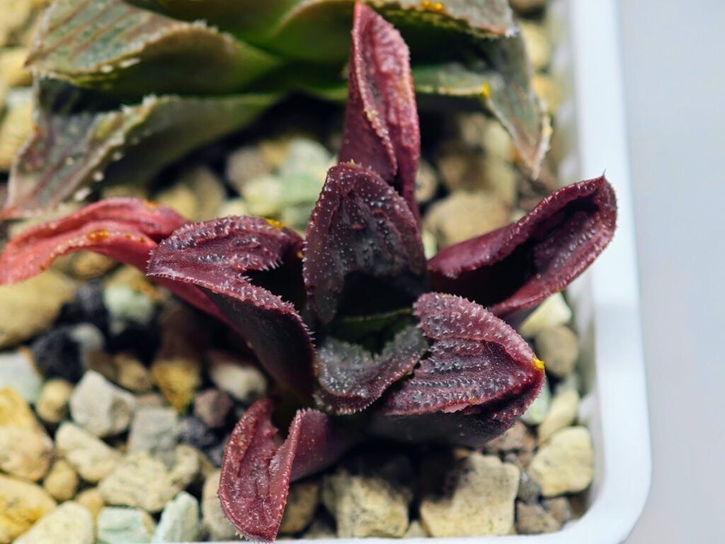 Haworthia Seedling S56 - 19