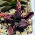 Haworthia Seedling S56 - 19