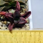 Haworthia Seedling S56 - 20