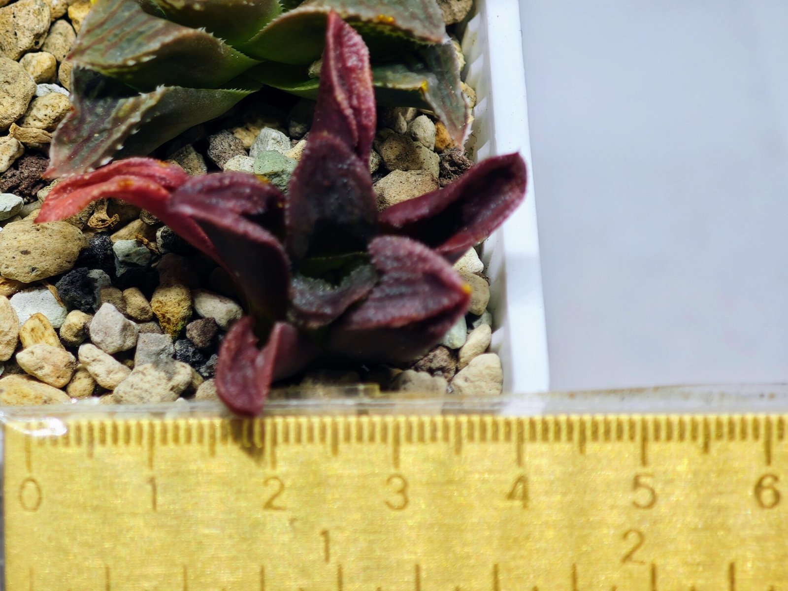 Haworthia Seedling S56 - 20