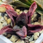 Haworthia Seedling S56 - 5