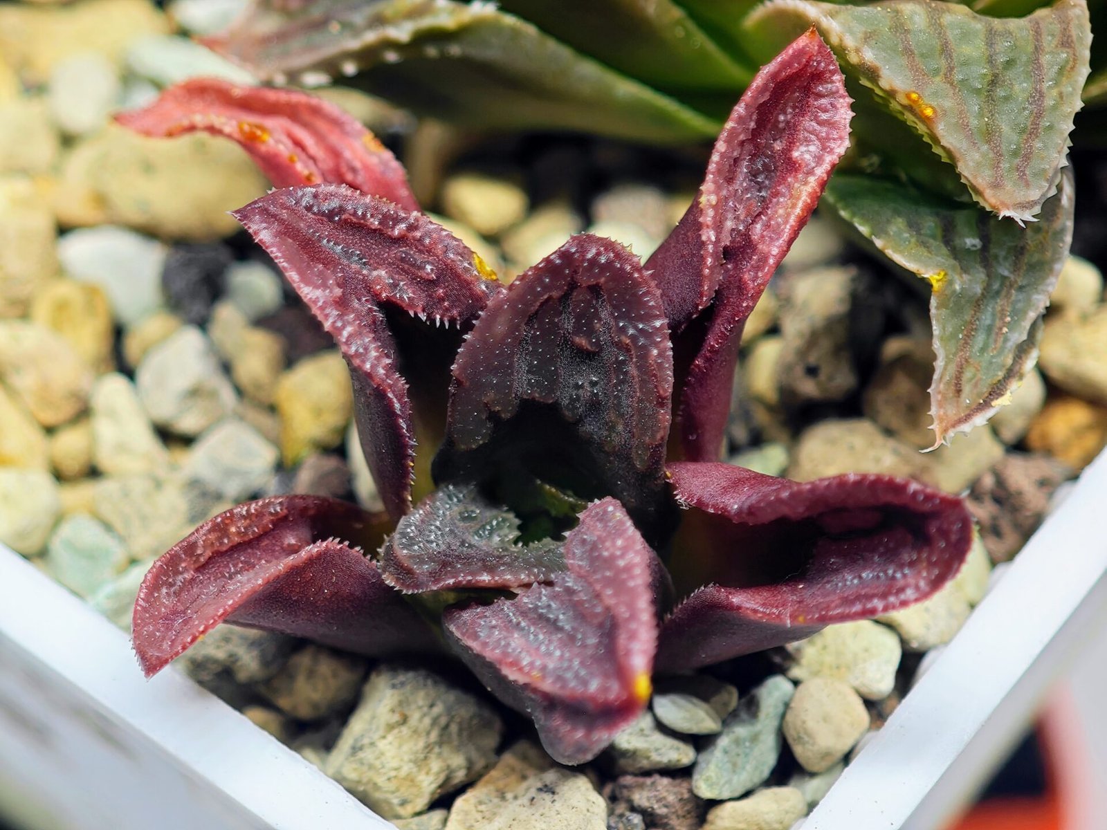 Haworthia Seedling S56 - 5