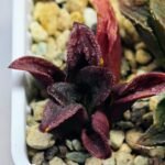 Haworthia Seedling S56 - 7