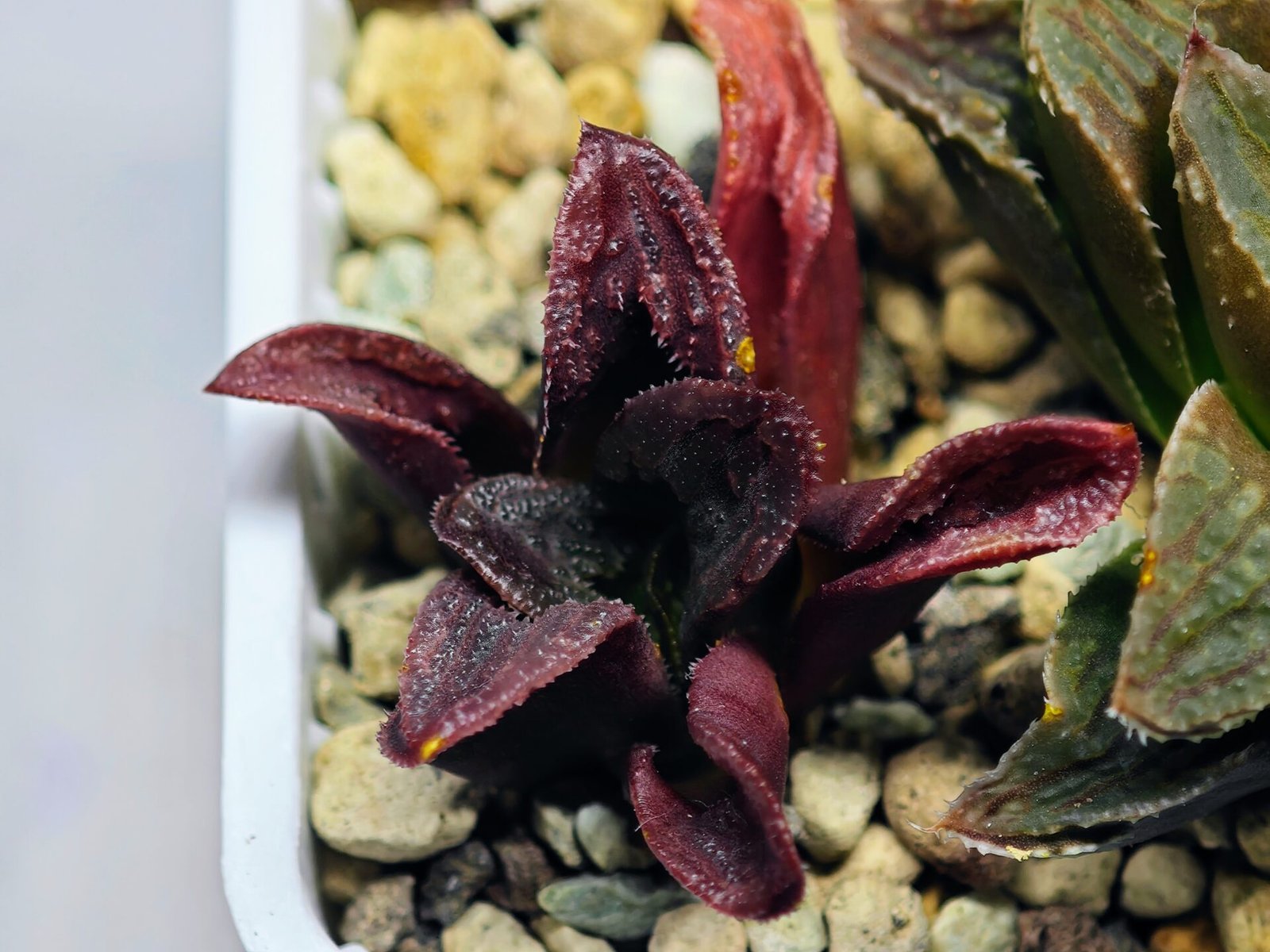 Haworthia Seedling S56 - 7
