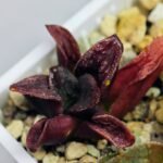 Haworthia Seedling S56 - 9