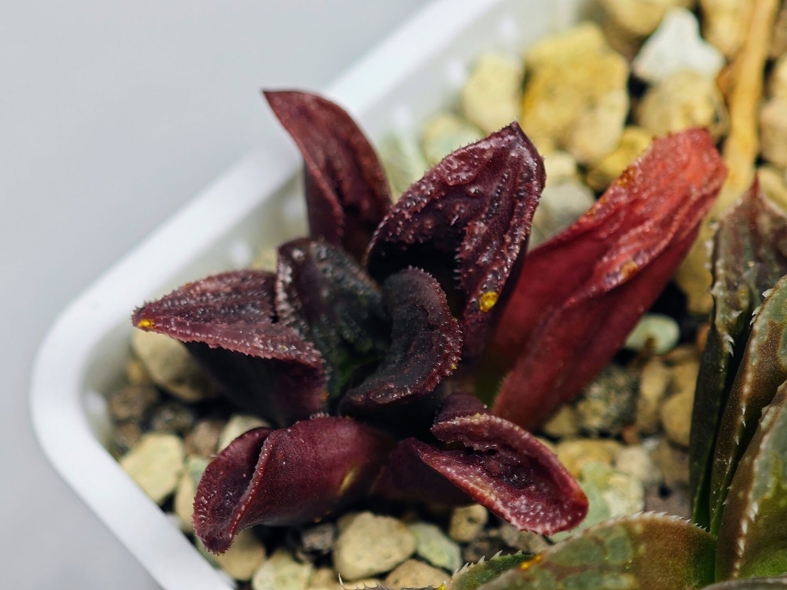 Haworthia Seedling S56 - 9