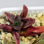 Haworthia Seedling S56 - 11