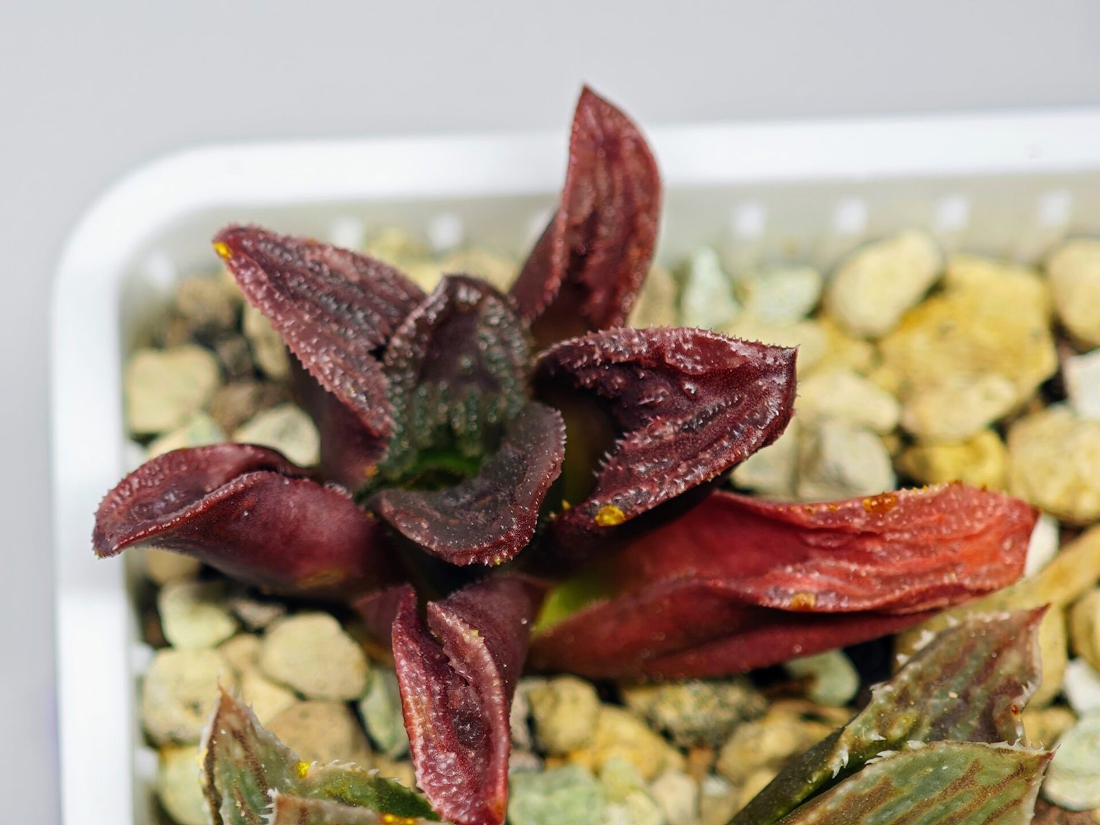 Haworthia Seedling S56 - 11