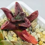 Haworthia Seedling S56 - 13