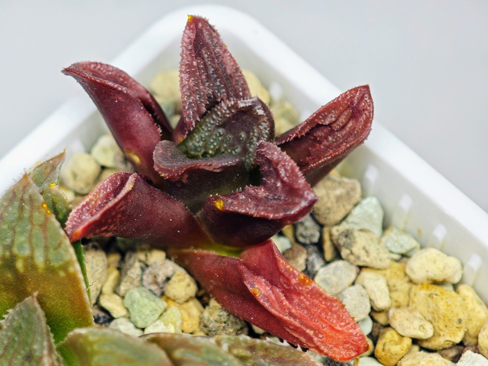 Haworthia Seedling S56 - 13