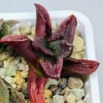 Haworthia Seedling S56 - 15