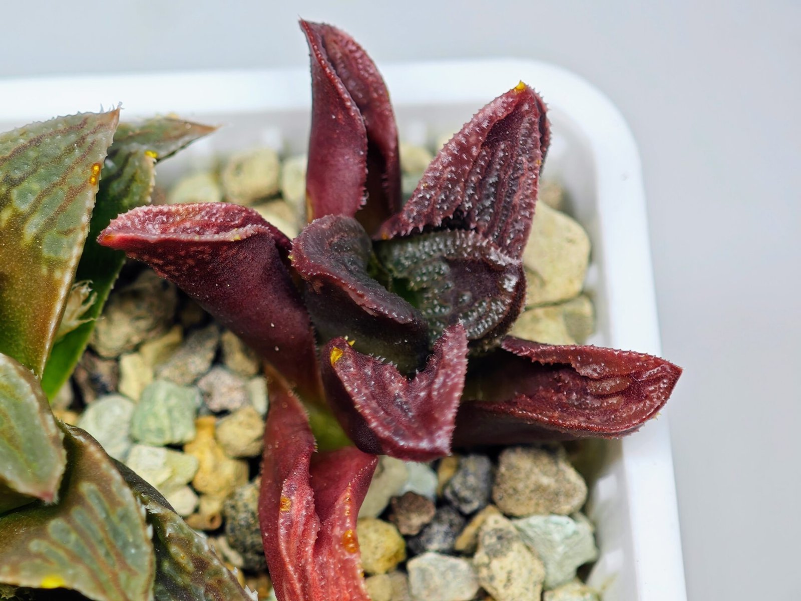 Haworthia Seedling S56 - 15