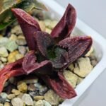 Haworthia Seedling S56 - 17