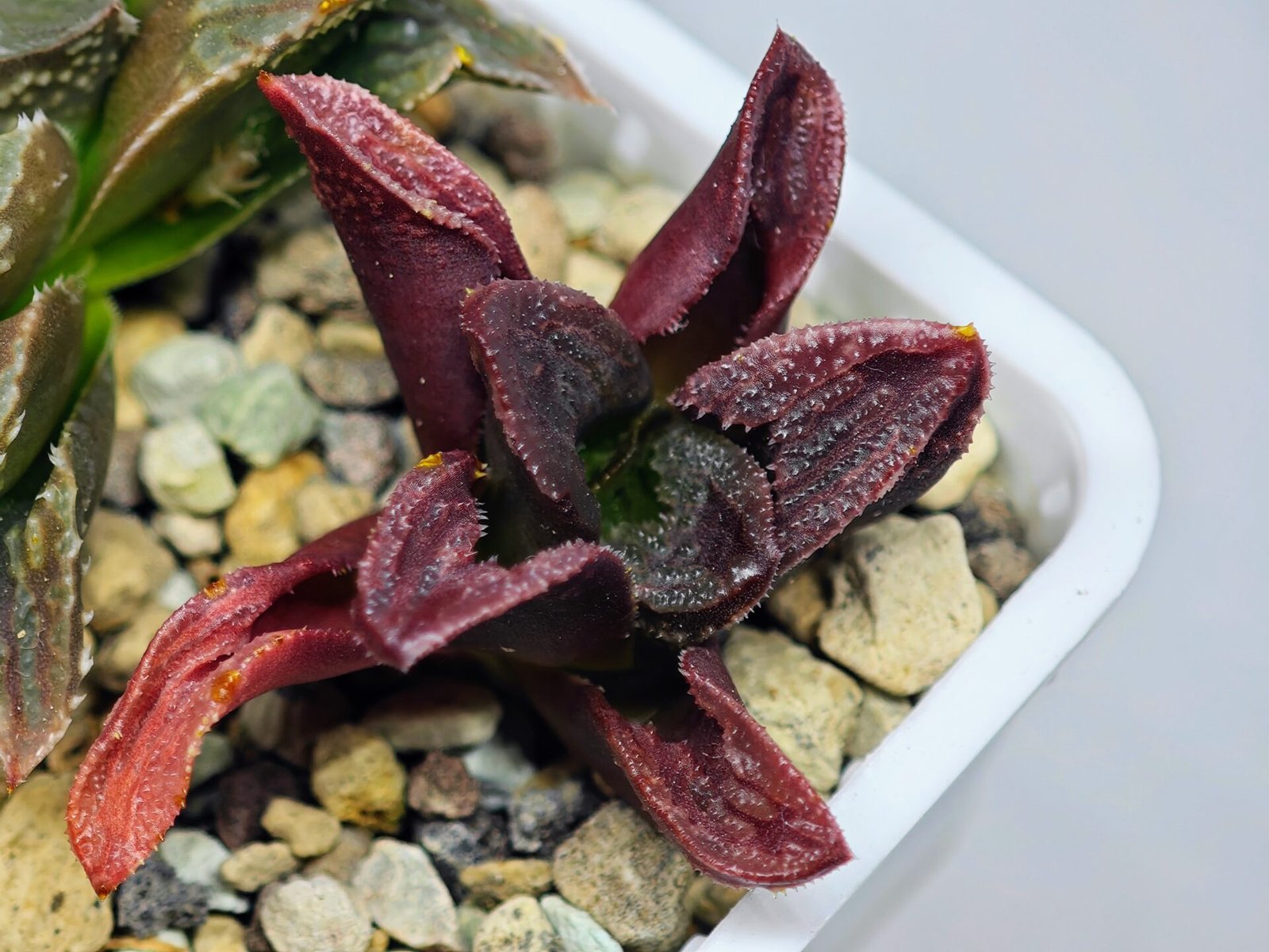 Haworthia Seedling S56 - 17