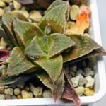 Haworthia Seedling emelyae x badia S57 - 4