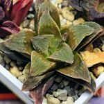 Haworthia Seedling emelyae x badia S57 - 6