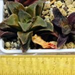 Haworthia Seedling emelyae x badia S57 - 8