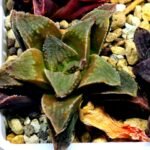 Haworthia Seedling emelyae x badia S57 - 10