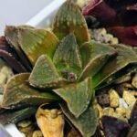 Haworthia Seedling emelyae x badia S57 - 12