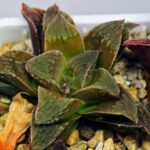Haworthia Seedling emelyae x badia S57 - 14