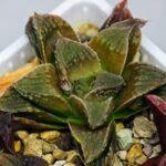 Haworthia Seedling emelyae x badia S57 - 16