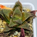 Haworthia Seedling emelyae x badia S57 - 17