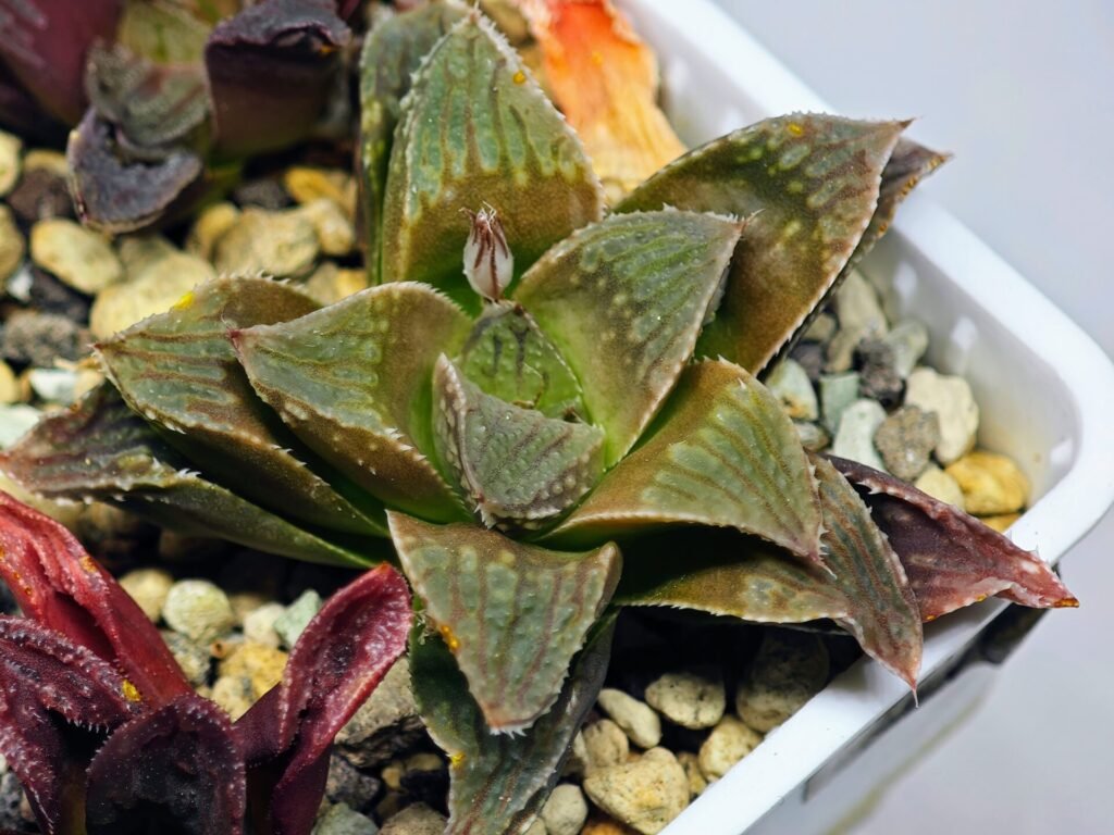 Haworthia Seedling emelyae x badia S57 - 2