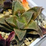 Haworthia Seedling emelyae x badia S57 - 2