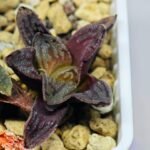 Haworthia Seedling S58 - 4