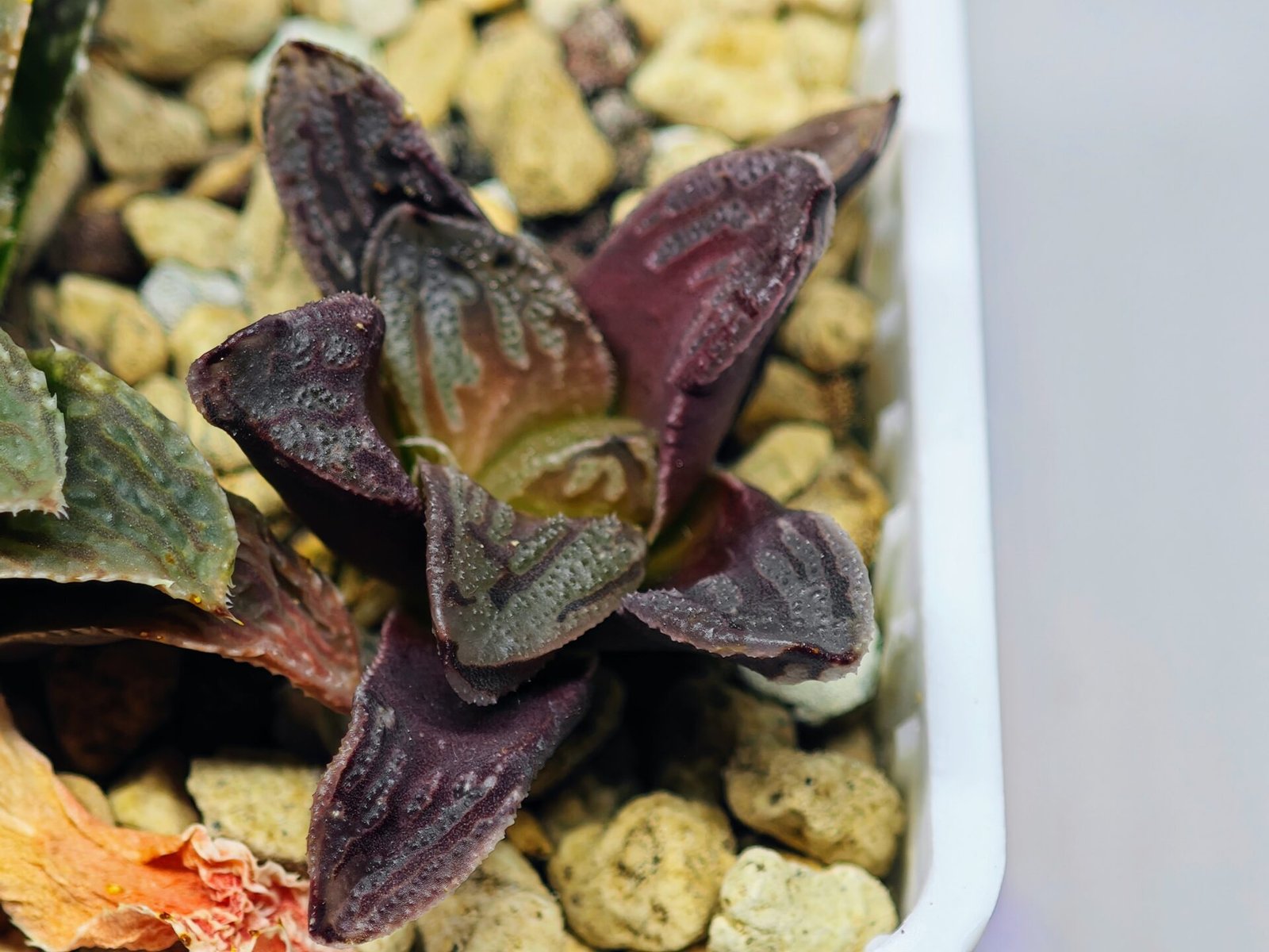 Haworthia Seedling S58 - 4