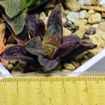 Haworthia Seedling S58 - 6