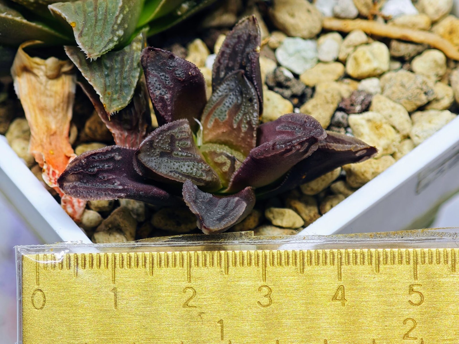 Haworthia Seedling S58 - 6