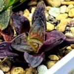 Haworthia Seedling S58 - 8