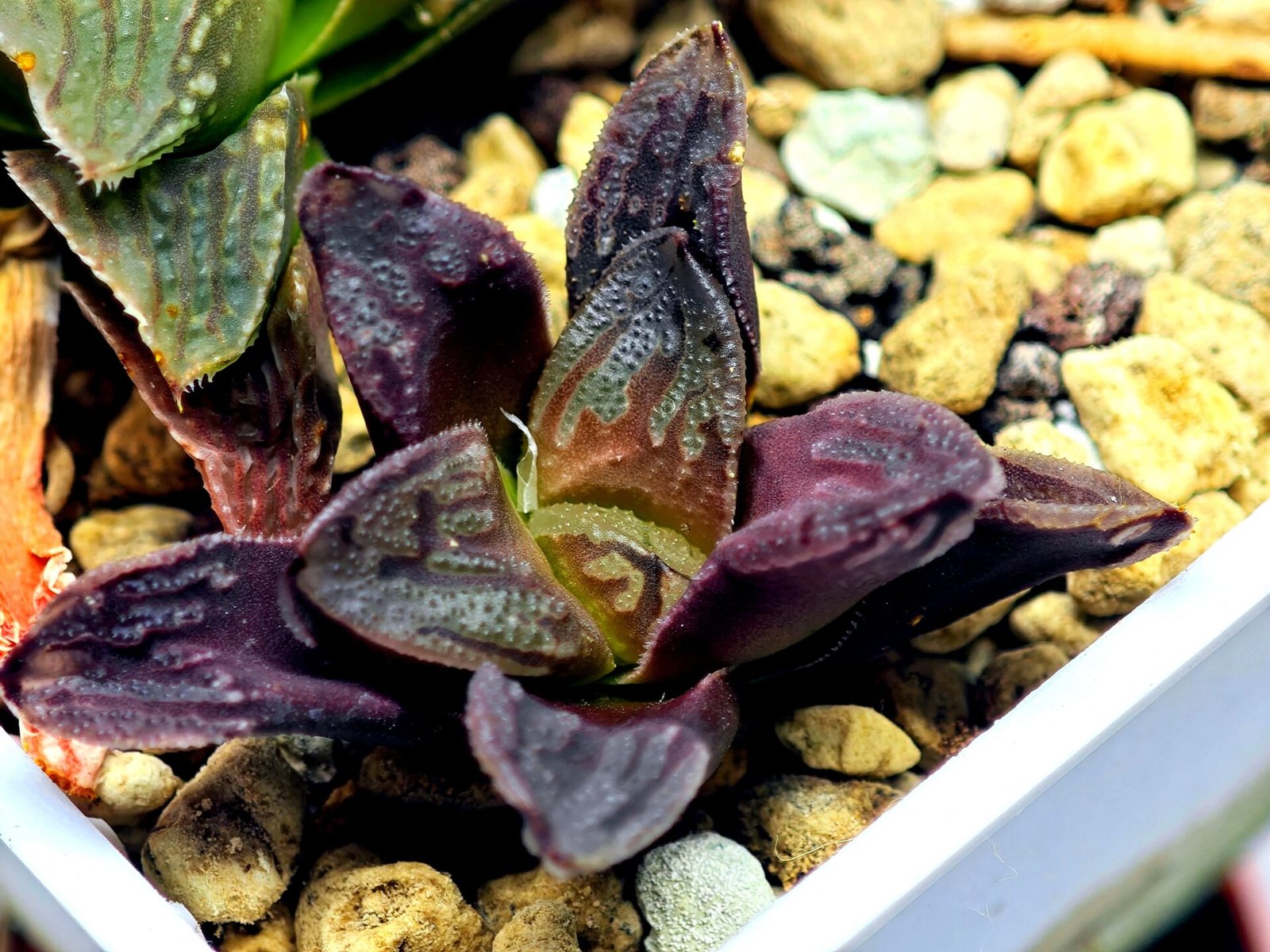 Haworthia Seedling S58 - 8