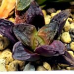 Haworthia Seedling S58 - 10