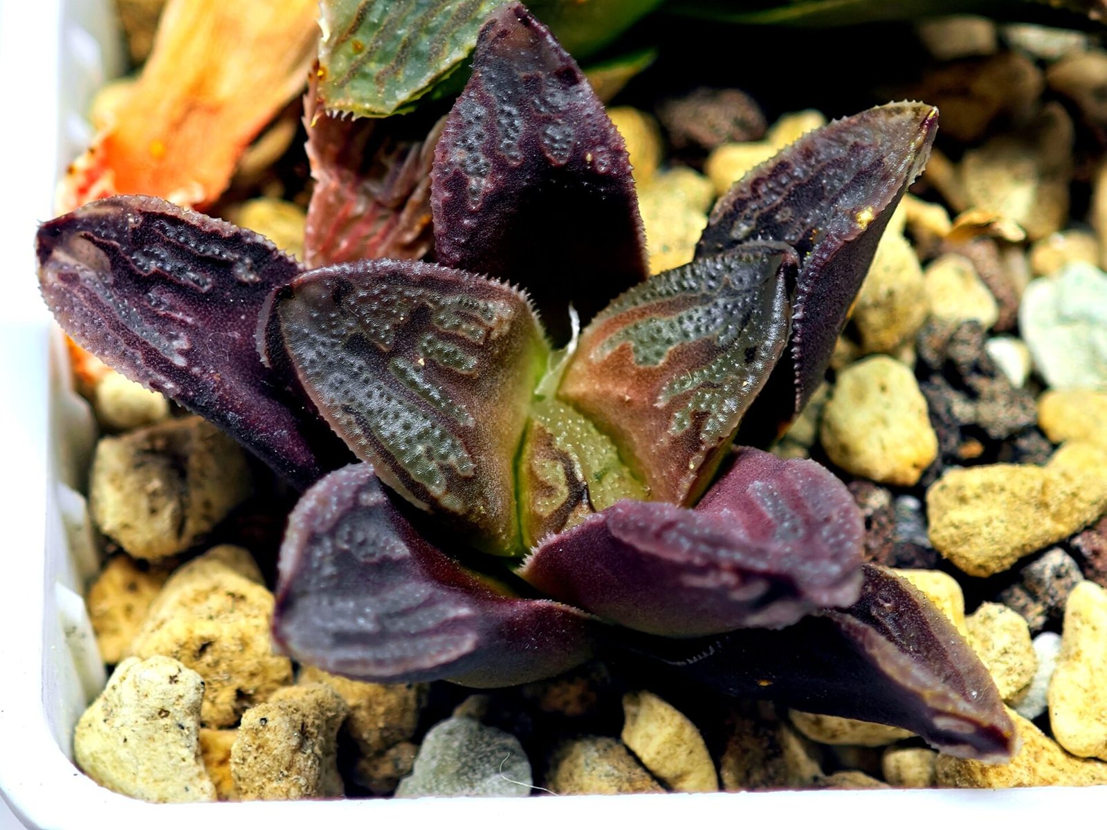 Haworthia Seedling S58 - 10