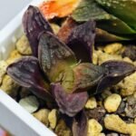 Haworthia Seedling S58 - 12