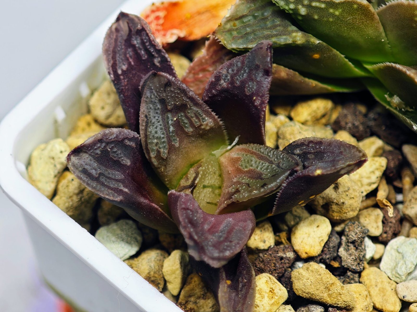 Haworthia Seedling S58 - 12