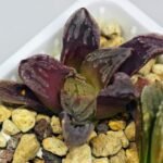 Haworthia Seedling S58 - 16
