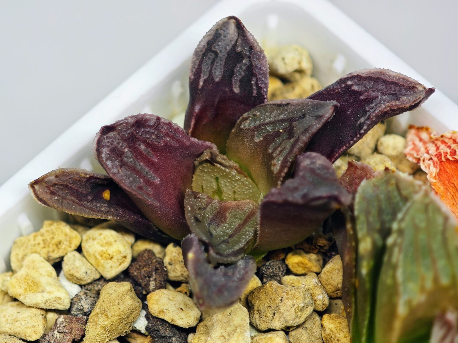 Haworthia Seedling S58 - 16