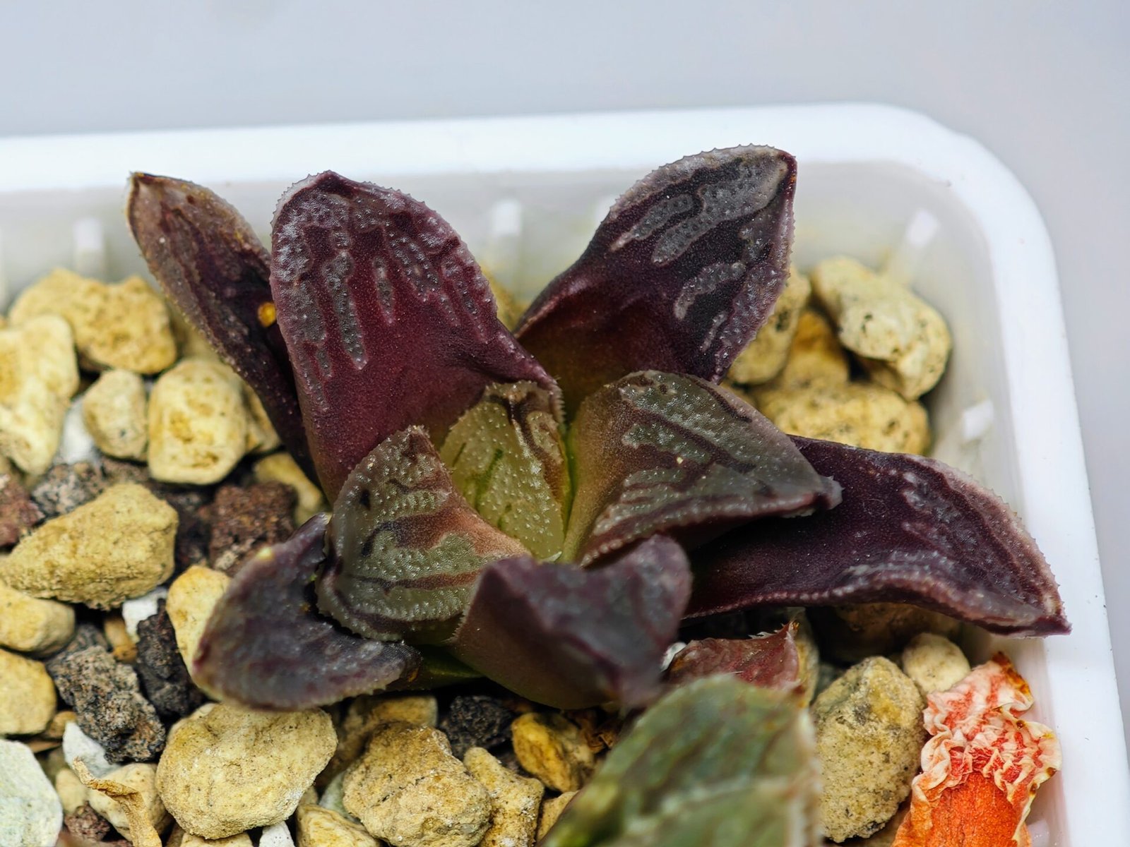 Haworthia Seedling S58 - 17